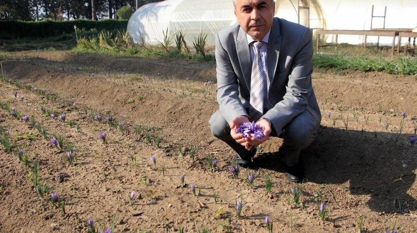 D&uuml;nyanın En Pahalı Bitkisinin Gramı 100 Lira