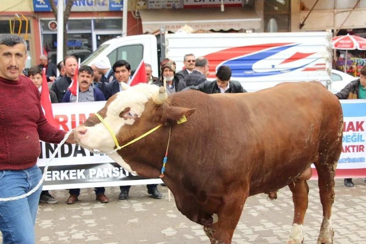 Mehmet&ccedil;ik İ&ccedil;in Alınan Kurbanlıklar Yola &Ccedil;ıktı