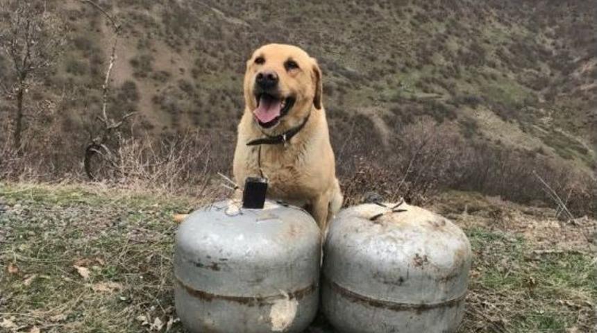 Mutfak T&uuml;plerine Tuzaklanan Eyp İmha Edildi