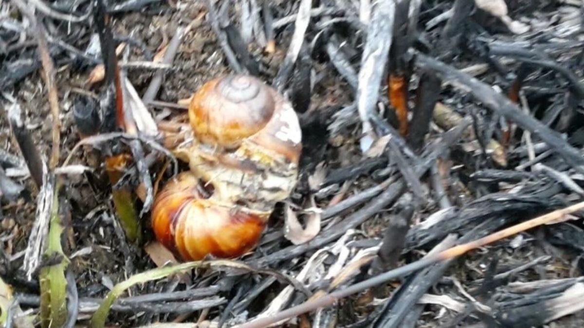 İznik&rsquo;te Sazlık Yangını