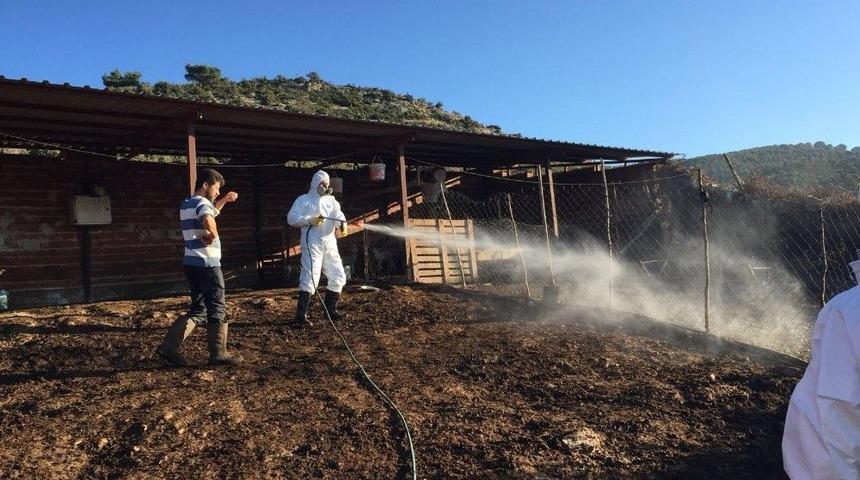 Büyükşehir’den Küçükbaşlarda Enfeksiyona Karşı İlaçlama