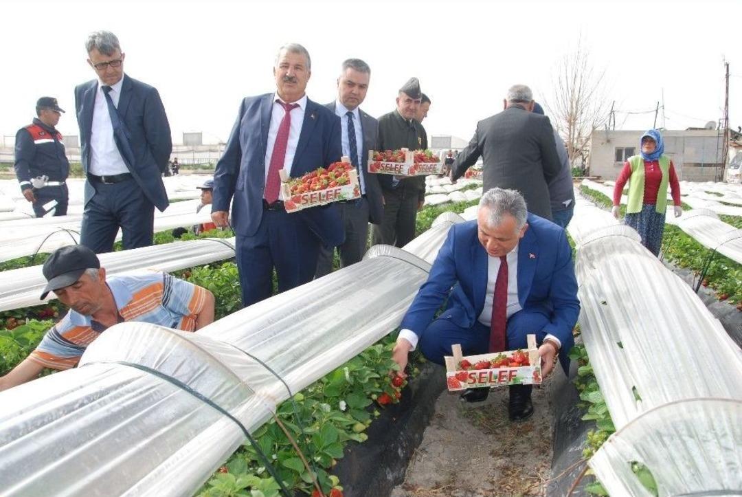 Silifke &Ccedil;ileğinin Fiyatını Kaymakam Ve &Uuml;reticiler Birlikte Belirledi