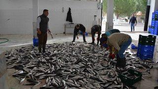 Dalko Başkanı Yalılı; “amacımız Bölge Ve Ülke İnsanına Ucuz Balık Yedirmek”