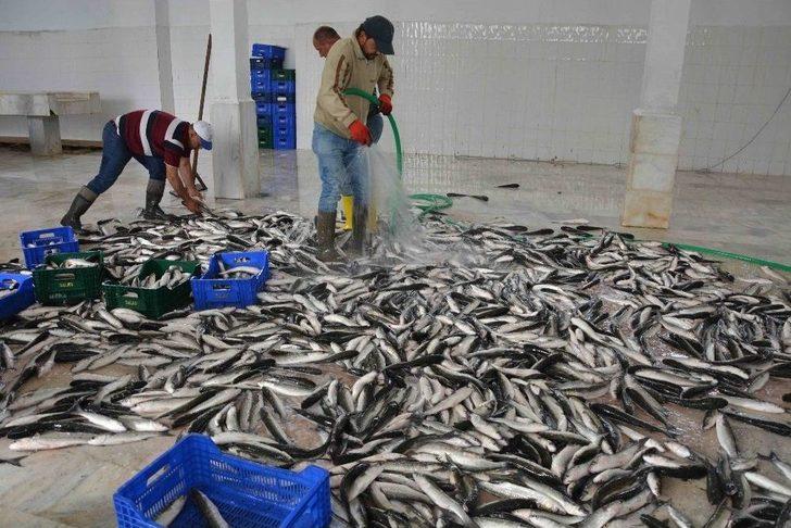 Dalko Başkanı Yalılı; “amacımız Bölge Ve Ülke İnsanına Ucuz Balık Yedirmek” G1