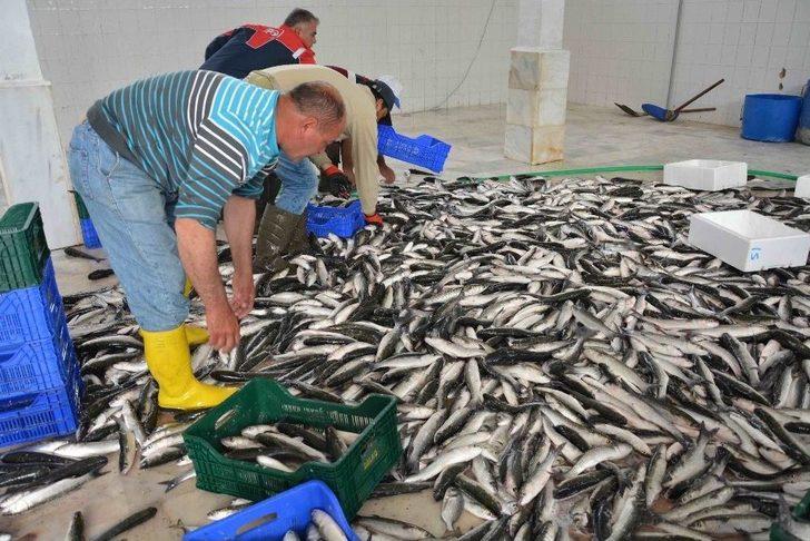 Dalko Başkanı Yalılı; “amacımız Bölge Ve Ülke İnsanına Ucuz Balık Yedirmek” G3