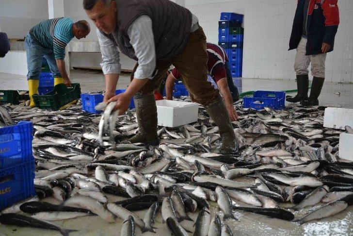 Dalko Başkanı Yalılı; “amacımız Bölge Ve Ülke İnsanına Ucuz Balık Yedirmek” G5