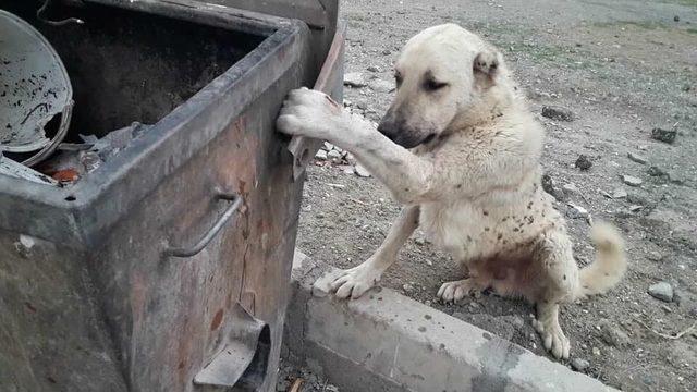 Çöp Kutusuna Ayağı Sıkışan Köpeği İtfaiye Kurtardı