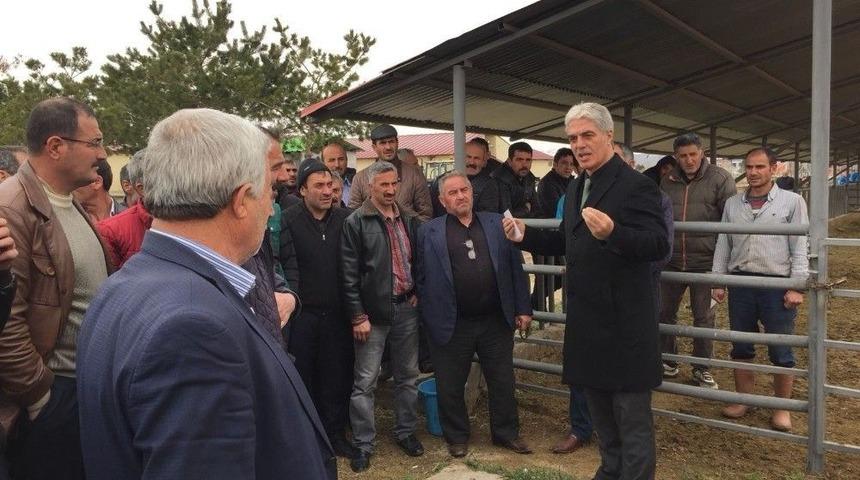 25 Baş Damızlık Hayvan Satışı İhalesi Yapıldı