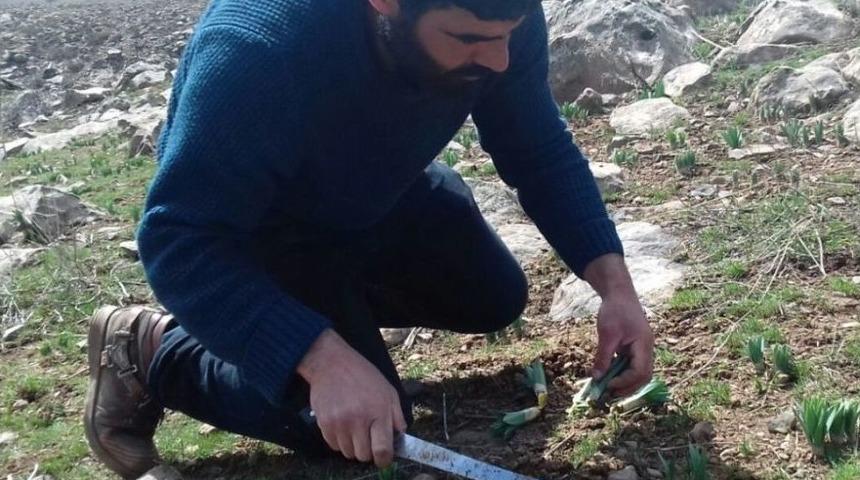 Dağlardan Toplanan &rsquo;g&uuml;lbahar&rsquo; Bitkisi Ekonomik Kazanca D&ouml;n&uuml;ş&uuml;yor