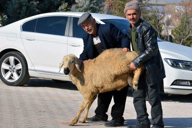 Çiftçilere Damızlık Koç Desteği