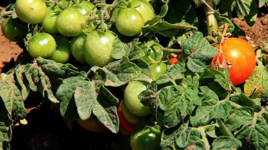 Kent Tarım Hobi Evi’nde Sebze Yetiştiriciliği Eğitimleri Veriliyor