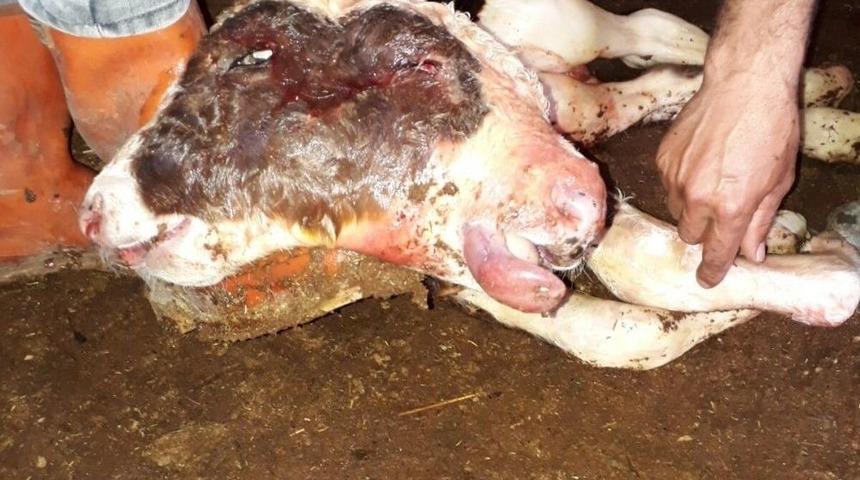 Çift Başlı Buzağı 10 Dakika Yaşadı