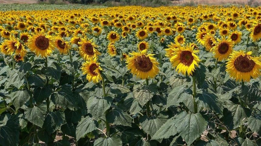 May Tohum İhracatını Y&uuml;zde 15 Arttırdı