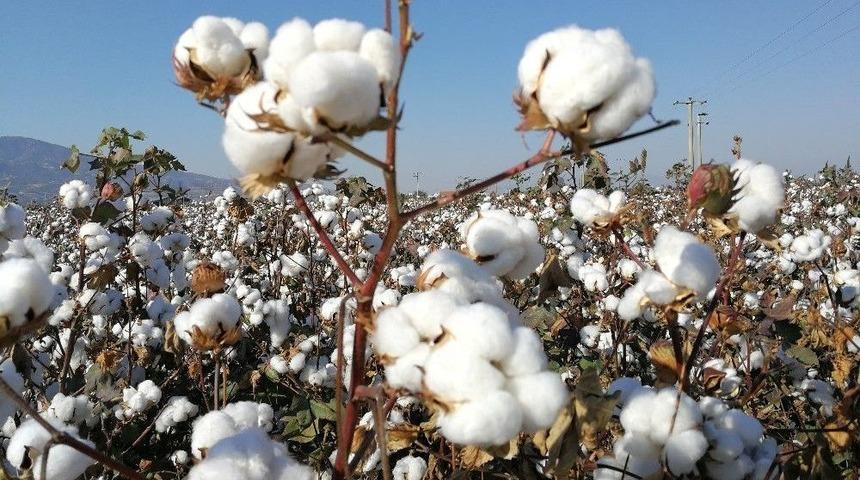 Y&uuml;ksek Lif Kaliteli Pamuk &Ccedil;eşitleri &Uuml;reticiyle Buluşuyor