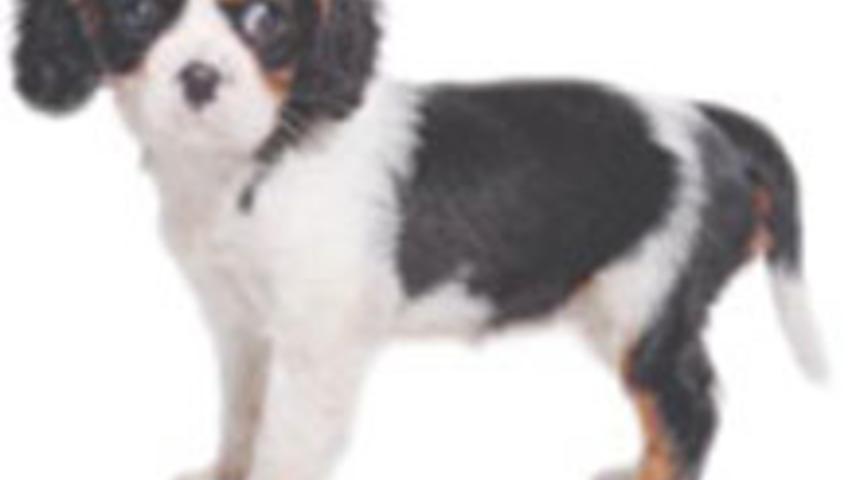 Giller&rsquo;in 2009 &Ouml;ğrenci Ajandaları