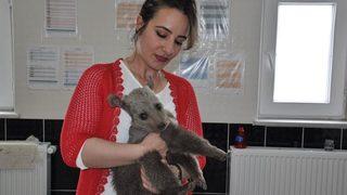 Yavru Ayı Kars’ta Tedavi Altına Alındı
