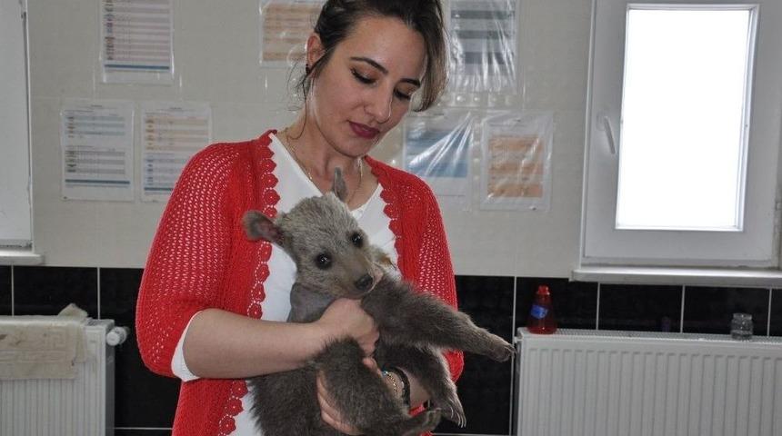 Yavru Ayı Kars’ta Tedavi Altına Alındı
