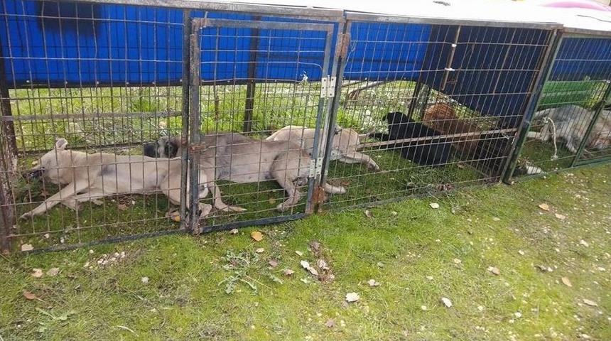 Osmaneli&rsquo;de Başıboş Sokak Hayvanları Kısırlaştırılıyor