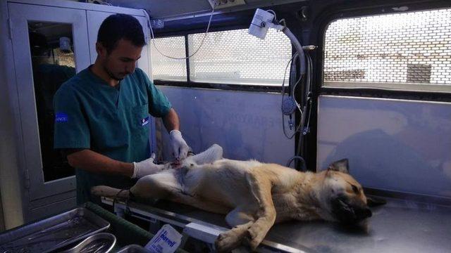 Osmaneli&rsquo;de Başıboş Sokak Hayvanları Kısırlaştırılıyor 1