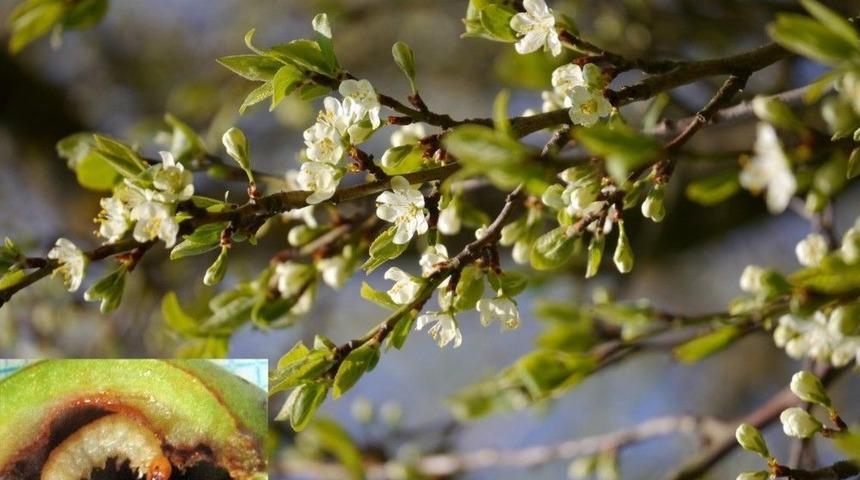 Erik&rsquo;te İla&ccedil;lama Zamanına Dikkat &Ccedil;ekildi