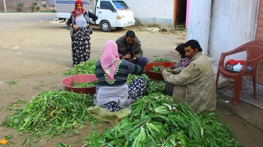 70 Yıl &Ouml;nce Doktor Tavsiyesi İle Yedikleri Ot, Ge&ccedil;im Kaynakları Oldu