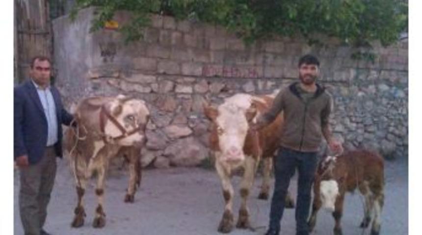 Hayvan Hırsızı Yakalandı