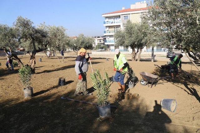 Turgutlu’da Ağaçlandırma Çalışması