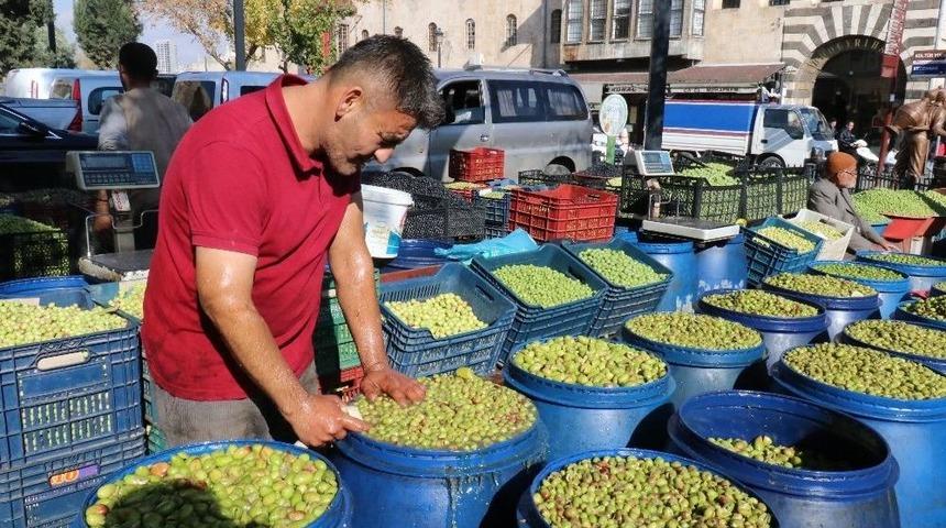Yağışlar Zeytin Fiyatlarını Artırdı