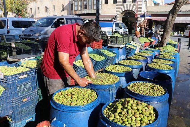 Yağışlar Zeytin Fiyatlarını Artırdı