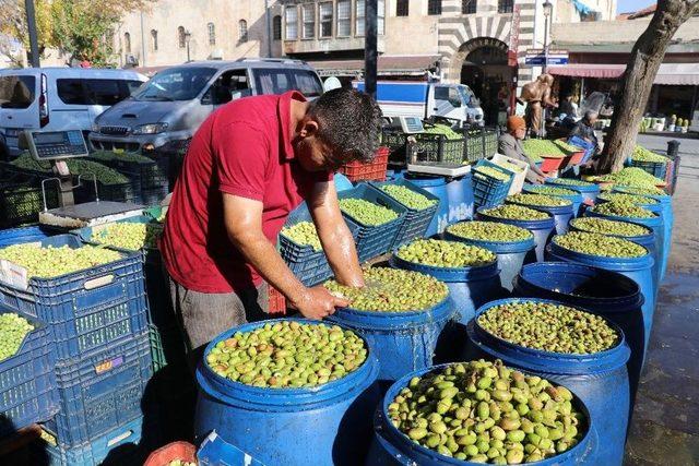 Yağışlar Zeytin Fiyatlarını Artırdı