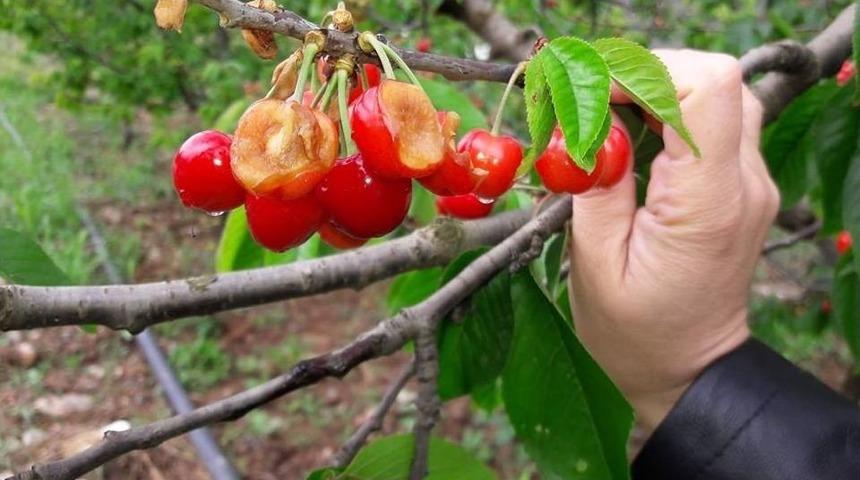 On G&uuml;nl&uuml;k Yağışlar İznik Ovasını Vurdu