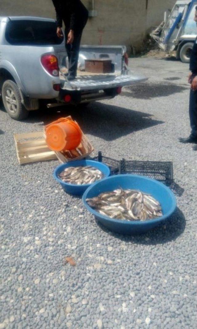 Van’da ‘inci Kefali’ Balığını Koruma Çalışması