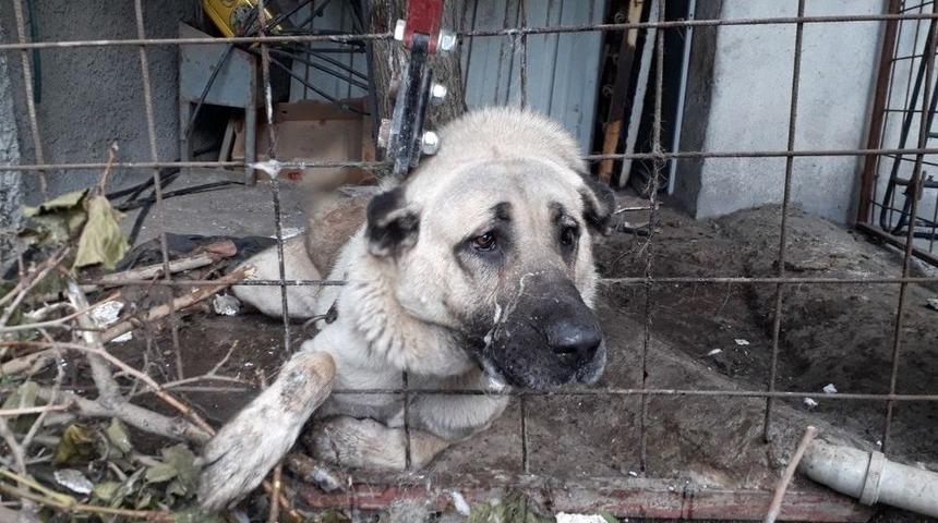 &Ccedil;oban K&ouml;peği Boğulmaktan Son Anda Kurtarıldı