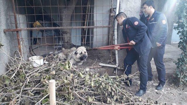 Çoban Köpeği Boğulmaktan Son Anda Kurtarıldı