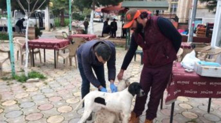 İznik&rsquo;te K&ouml;peklere Kuduz Aşısı