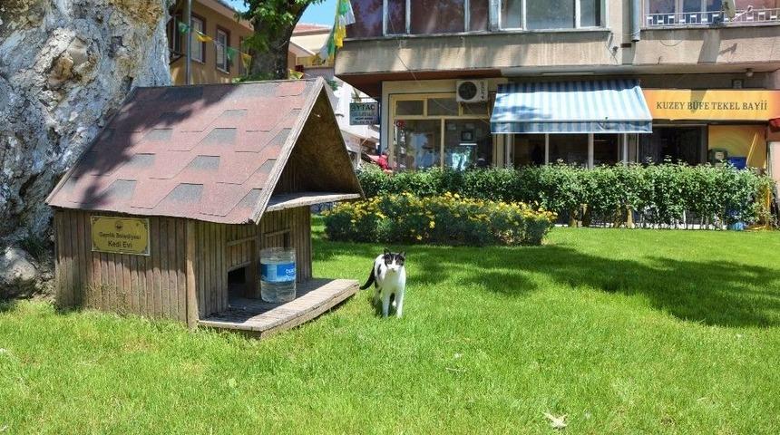 Gemlik &Ccedil;i&ccedil;ek A&ccedil;ıyor