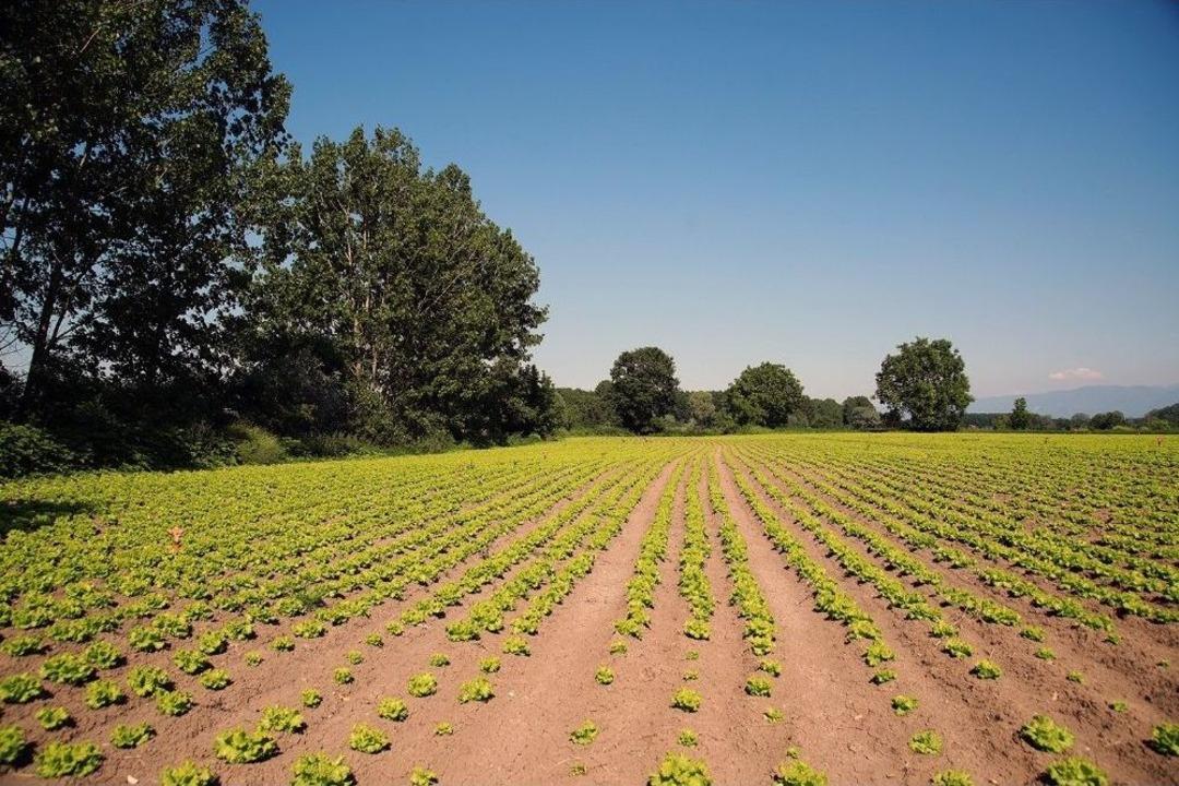 Sakarya&rsquo;da &Ccedil;ift&ccedil;ilerin Y&uuml;z&uuml; G&uuml;l&uuml;yor