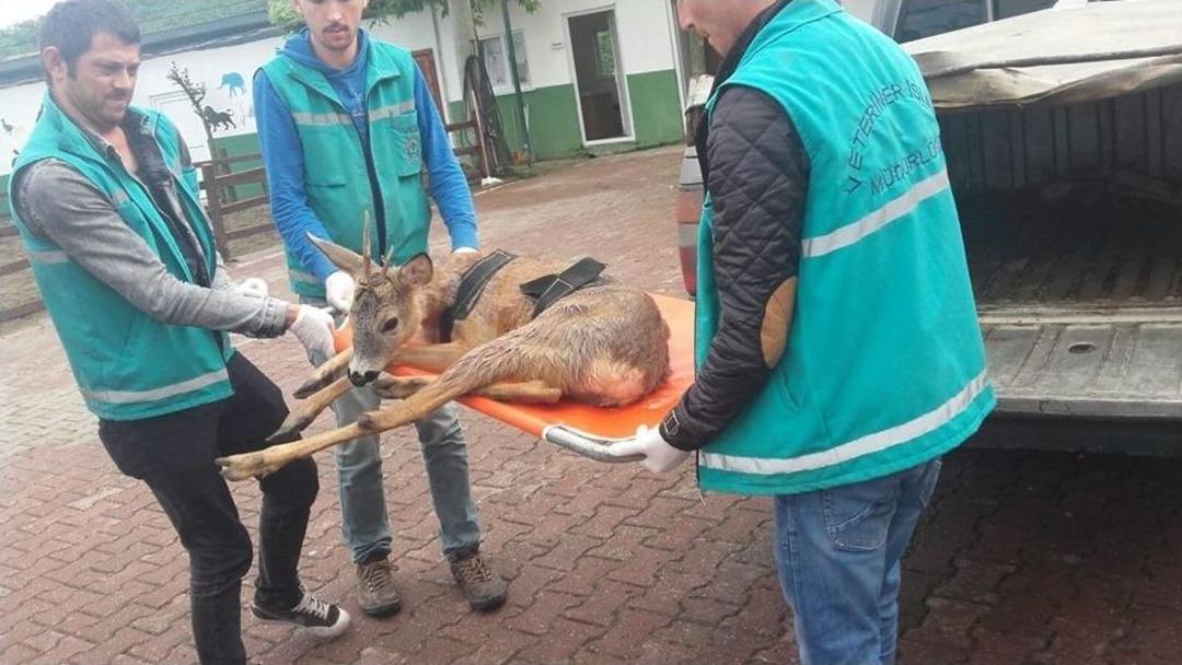 Giresun&rsquo;da Bulunan 2 Yaralı Karaca Tedavilerinin Ardından Doğal Yaşama Bırakıldı