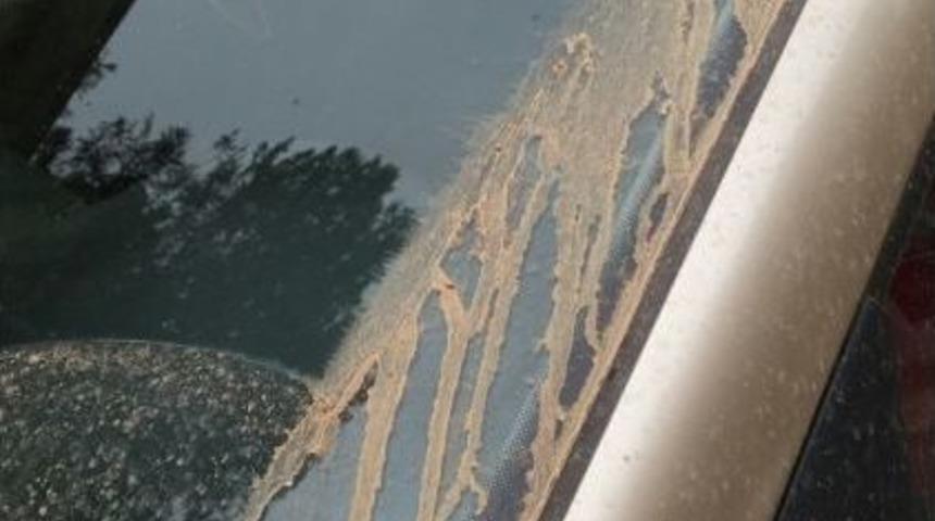 &Ccedil;amur Yağmuru Şaşırttı