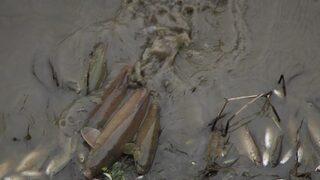 Yeşilırmak’ta Balık Ölümleri