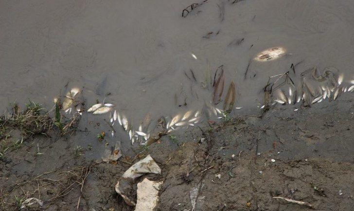 Yeşilırmak’ta Balık Ölümleri G5