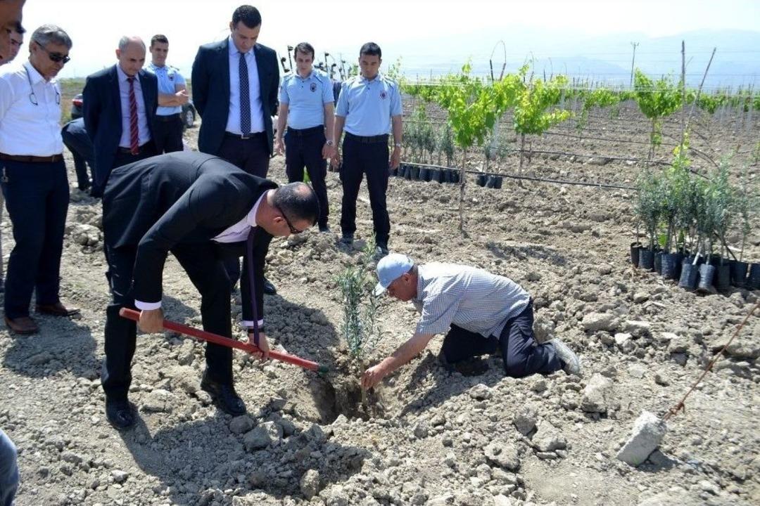 Cezaevi&rsquo;nde Afrin Şehitleri Anısına Zeytin Fidanı Dikildi