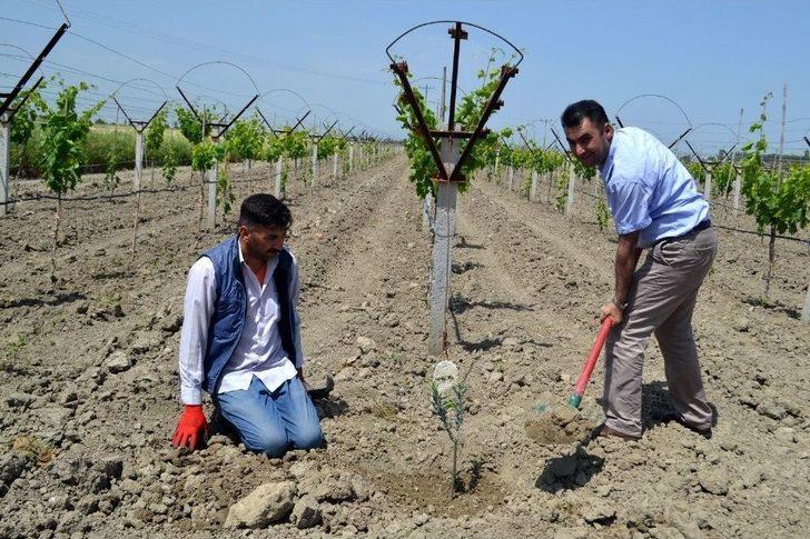 Cezaevi’nde Afrin Şehitleri Anısına Zeytin Fidanı Dikildi G1