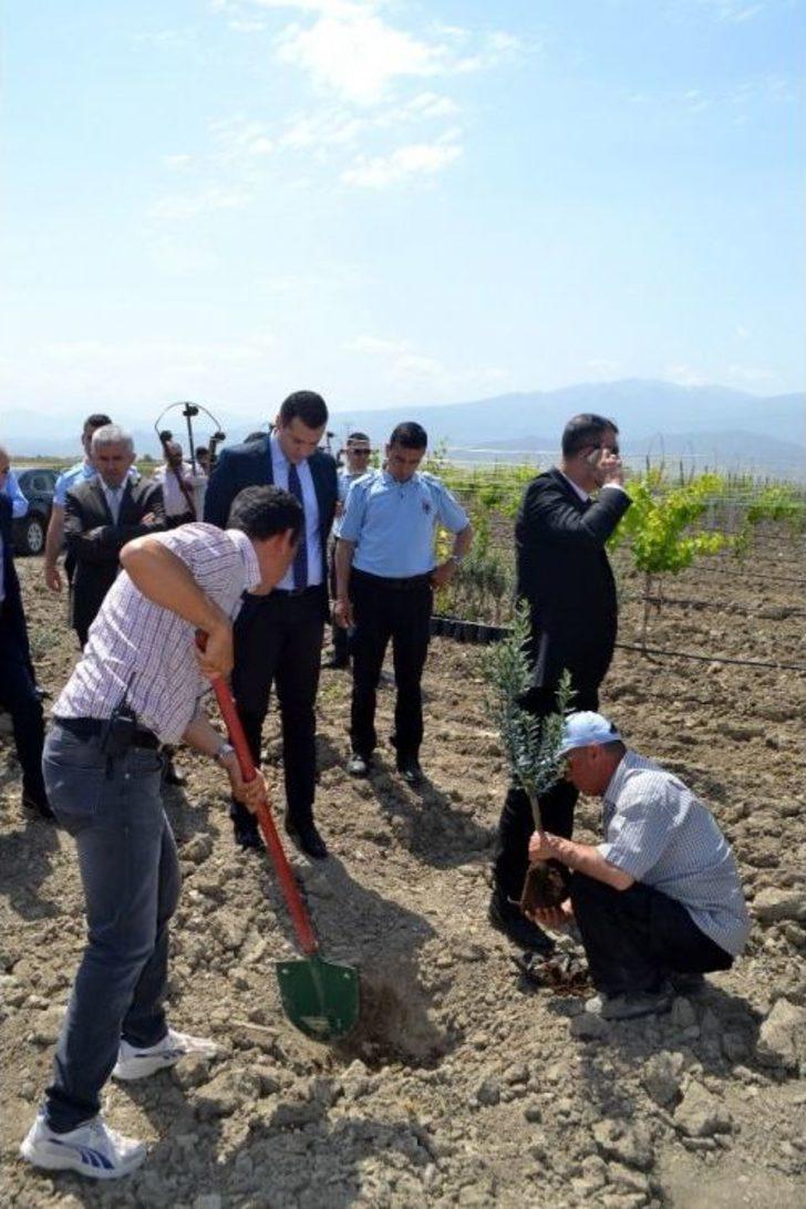 Cezaevi’nde Afrin Şehitleri Anısına Zeytin Fidanı Dikildi G2