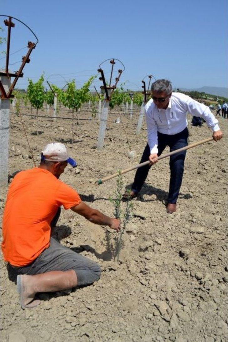 Cezaevi’nde Afrin Şehitleri Anısına Zeytin Fidanı Dikildi G4