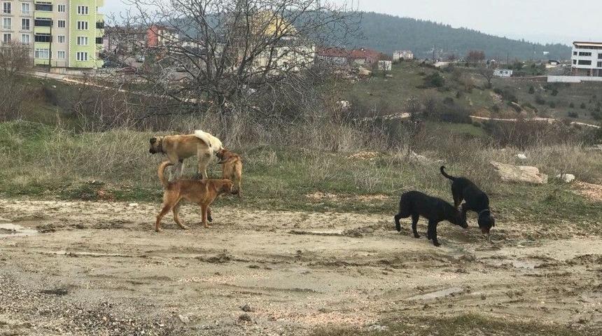Başıboş K&ouml;peklerden Mahalle Sakinleri Şikayet&ccedil;i