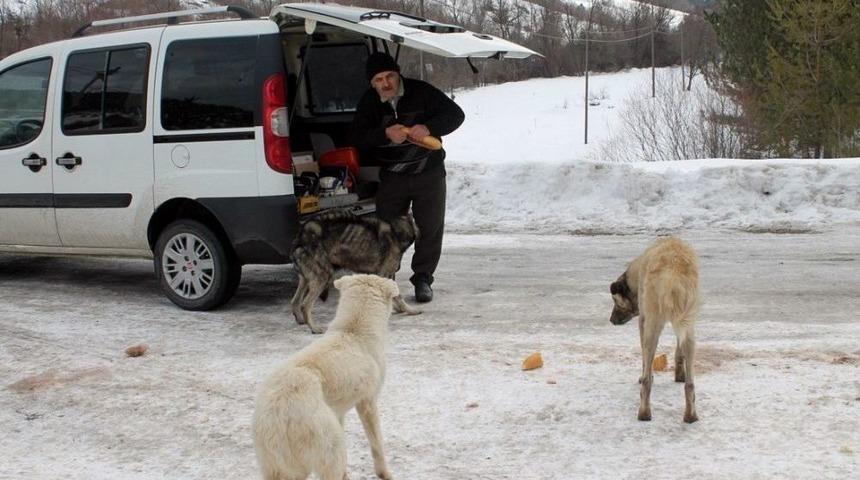Sokak K&ouml;pekleri İ&ccedil;in Haftanın 3 G&uuml;n&uuml; 30 Kilometre Yol Gidiyor