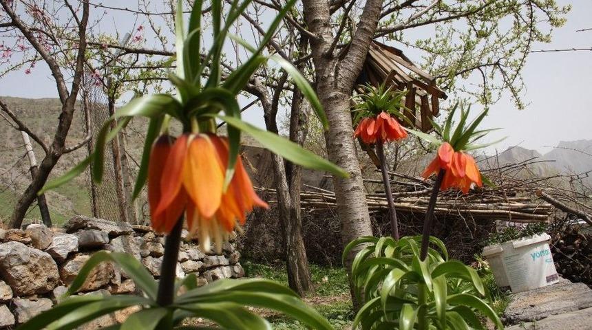 Baharın M&uuml;jdecisi Ters Laleler &Ccedil;i&ccedil;ek A&ccedil;tı