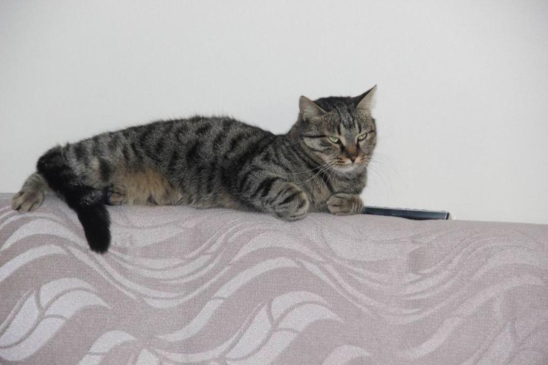 Sokak Kedilerine Evlerini A&ccedil;tılar