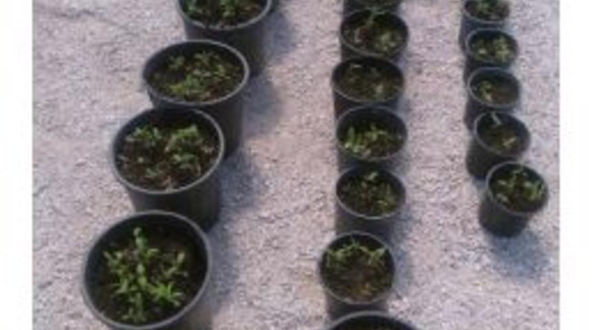 Isparta&rsquo;da 24 Saksıda 130 K&ouml;k Hint Keneviri Ele Ge&ccedil;irildi